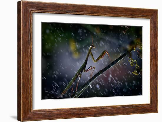 Mantis in the Rain-Antonio Grambone-Framed Photographic Print
