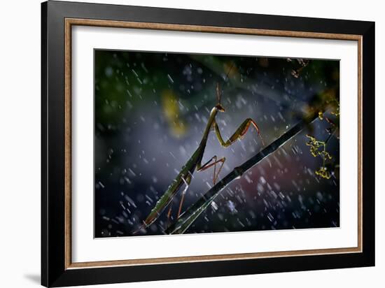 Mantis in the Rain-Antonio Grambone-Framed Photographic Print