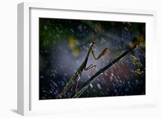 Mantis in the Rain-Antonio Grambone-Framed Photographic Print