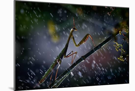 Mantis in the Rain-Antonio Grambone-Mounted Photographic Print