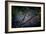 Mantis in the Rain-Antonio Grambone-Framed Photographic Print