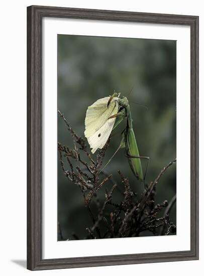 Mantis Religiosa (Praying Mantis) - Feeding on a Butterfly-Paul Starosta-Framed Photographic Print