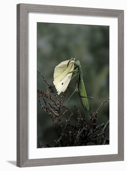 Mantis Religiosa (Praying Mantis) - Feeding on a Butterfly-Paul Starosta-Framed Photographic Print