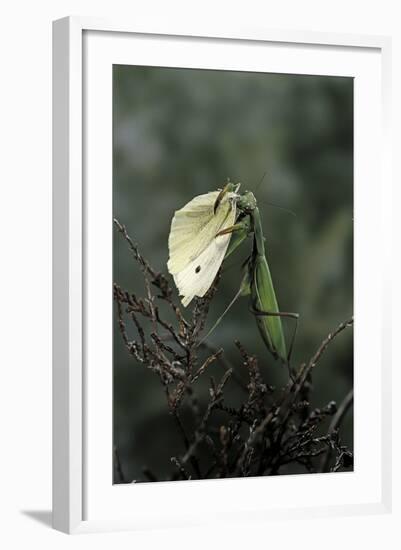 Mantis Religiosa (Praying Mantis) - Feeding on a Butterfly-Paul Starosta-Framed Photographic Print