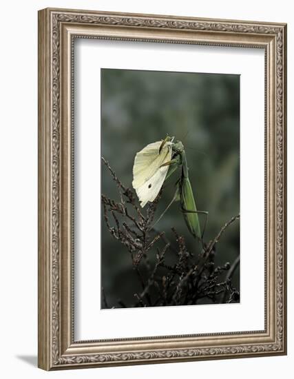 Mantis Religiosa (Praying Mantis) - Feeding on a Butterfly-Paul Starosta-Framed Photographic Print