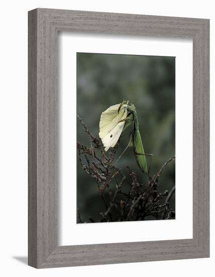 Mantis Religiosa (Praying Mantis) - Feeding on a Butterfly-Paul Starosta-Framed Photographic Print