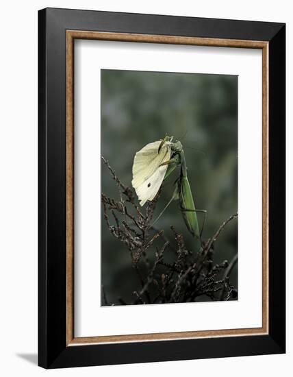 Mantis Religiosa (Praying Mantis) - Feeding on a Butterfly-Paul Starosta-Framed Photographic Print