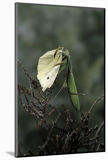 Mantis Religiosa (Praying Mantis) - Feeding on a Butterfly-Paul Starosta-Mounted Photographic Print