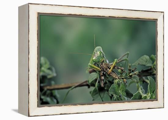 Mantis Religiosa (Praying Mantis) - Feeding on a Grasshopper-Paul Starosta-Framed Premier Image Canvas