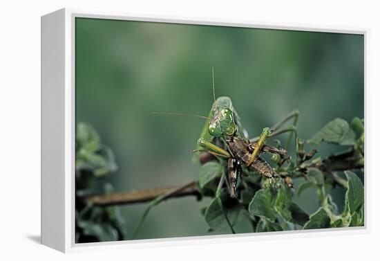 Mantis Religiosa (Praying Mantis) - Feeding on a Grasshopper-Paul Starosta-Framed Premier Image Canvas