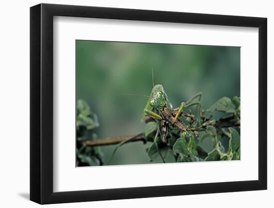 Mantis Religiosa (Praying Mantis) - Feeding on a Grasshopper-Paul Starosta-Framed Photographic Print
