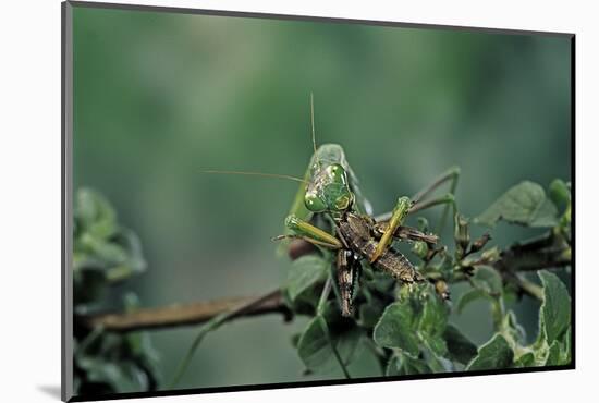 Mantis Religiosa (Praying Mantis) - Feeding on a Grasshopper-Paul Starosta-Mounted Photographic Print