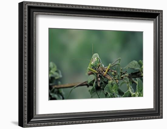 Mantis Religiosa (Praying Mantis) - Feeding on a Grasshopper-Paul Starosta-Framed Photographic Print