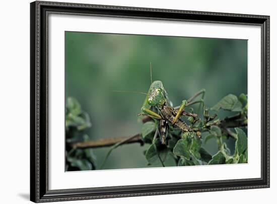 Mantis Religiosa (Praying Mantis) - Feeding on a Grasshopper-Paul Starosta-Framed Photographic Print