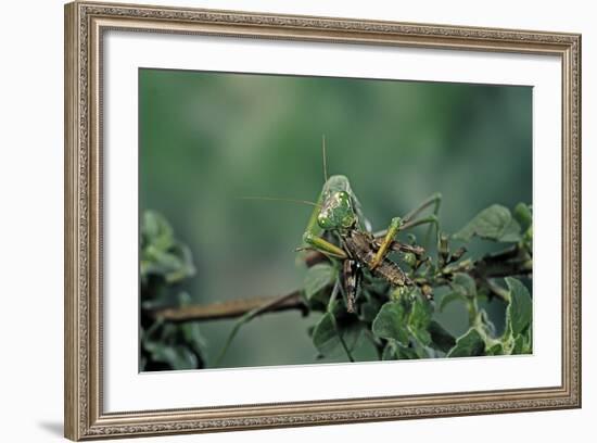 Mantis Religiosa (Praying Mantis) - Feeding on a Grasshopper-Paul Starosta-Framed Photographic Print