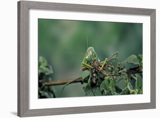 Mantis Religiosa (Praying Mantis) - Feeding on a Grasshopper-Paul Starosta-Framed Photographic Print