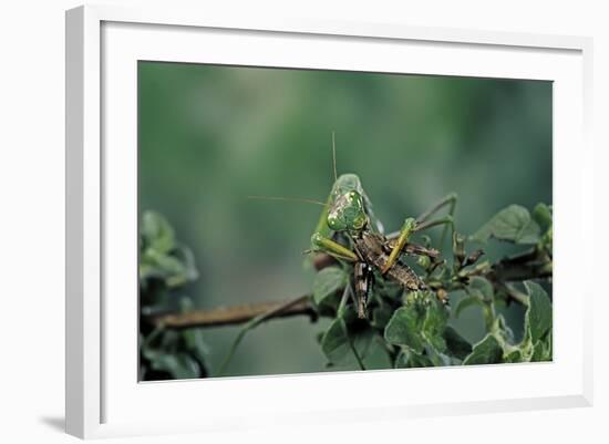 Mantis Religiosa (Praying Mantis) - Feeding on a Grasshopper-Paul Starosta-Framed Photographic Print