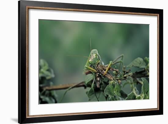 Mantis Religiosa (Praying Mantis) - Feeding on a Grasshopper-Paul Starosta-Framed Photographic Print