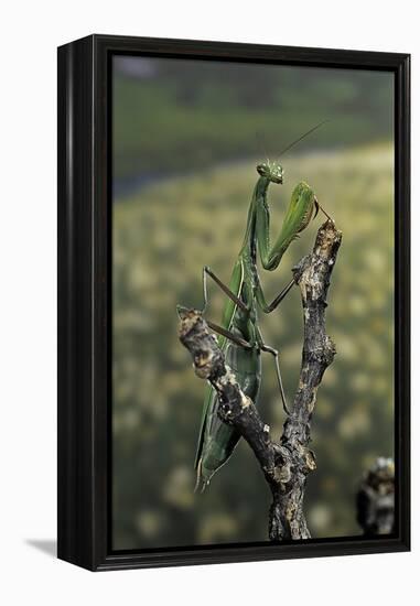 Mantis Religiosa (Praying Mantis) - Female Ready to Lay-Paul Starosta-Framed Premier Image Canvas