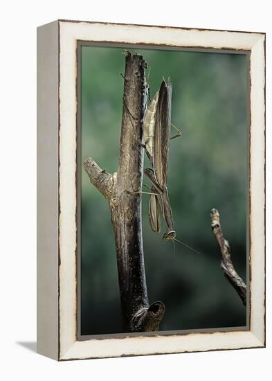 Mantis Religiosa (Praying Mantis) - Female Ready to Lay-Paul Starosta-Framed Premier Image Canvas