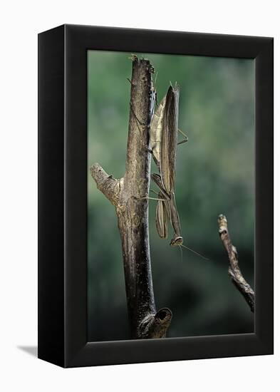 Mantis Religiosa (Praying Mantis) - Female Ready to Lay-Paul Starosta-Framed Premier Image Canvas