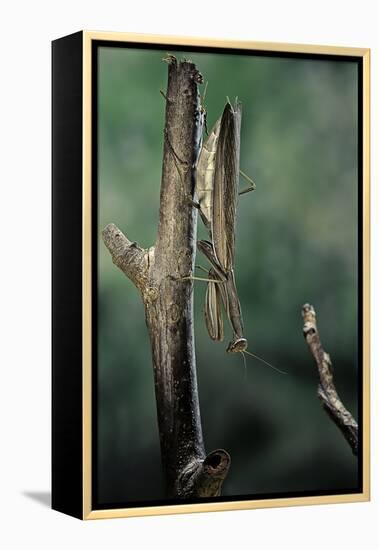 Mantis Religiosa (Praying Mantis) - Female Ready to Lay-Paul Starosta-Framed Premier Image Canvas