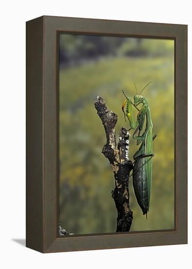 Mantis Religiosa (Praying Mantis) - Female Ready to Lay-Paul Starosta-Framed Premier Image Canvas