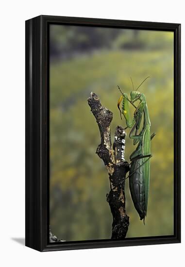 Mantis Religiosa (Praying Mantis) - Female Ready to Lay-Paul Starosta-Framed Premier Image Canvas