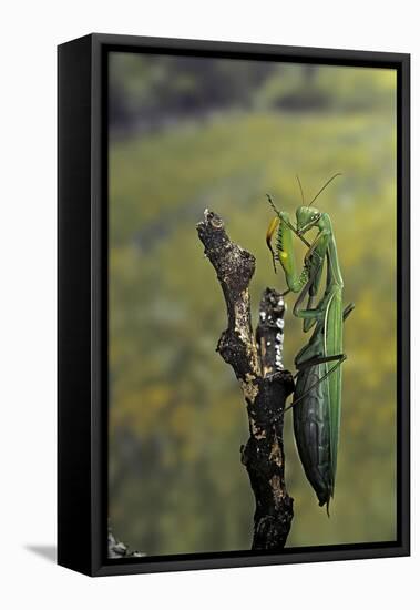 Mantis Religiosa (Praying Mantis) - Female Ready to Lay-Paul Starosta-Framed Premier Image Canvas