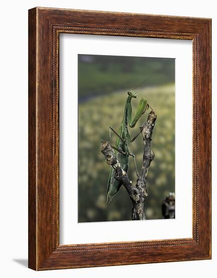 Mantis Religiosa (Praying Mantis) - Female Ready to Lay-Paul Starosta-Framed Photographic Print