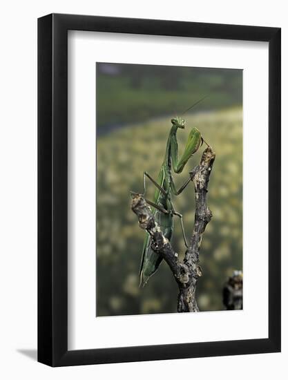 Mantis Religiosa (Praying Mantis) - Female Ready to Lay-Paul Starosta-Framed Photographic Print