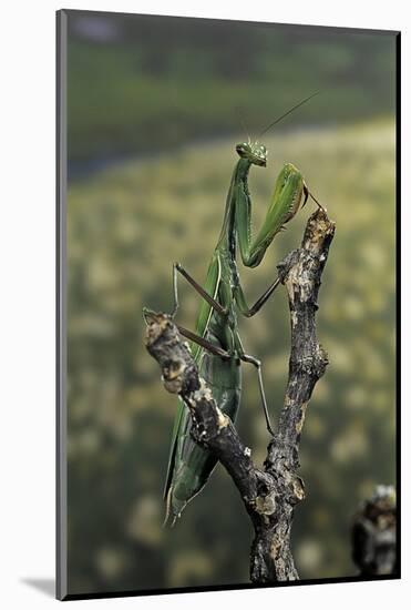 Mantis Religiosa (Praying Mantis) - Female Ready to Lay-Paul Starosta-Mounted Photographic Print