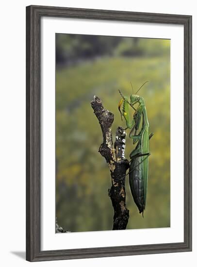 Mantis Religiosa (Praying Mantis) - Female Ready to Lay-Paul Starosta-Framed Photographic Print