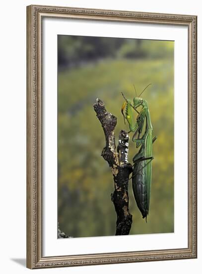 Mantis Religiosa (Praying Mantis) - Female Ready to Lay-Paul Starosta-Framed Photographic Print