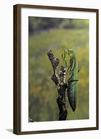 Mantis Religiosa (Praying Mantis) - Female Ready to Lay-Paul Starosta-Framed Photographic Print