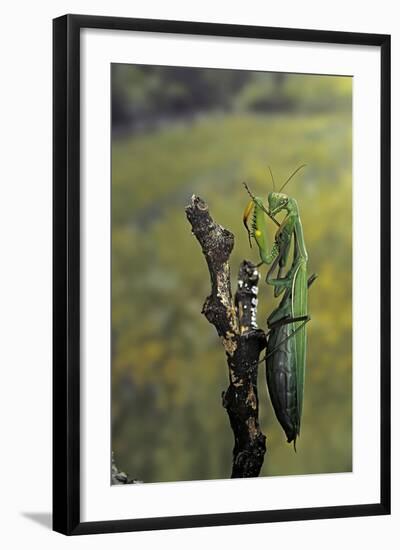 Mantis Religiosa (Praying Mantis) - Female Ready to Lay-Paul Starosta-Framed Photographic Print