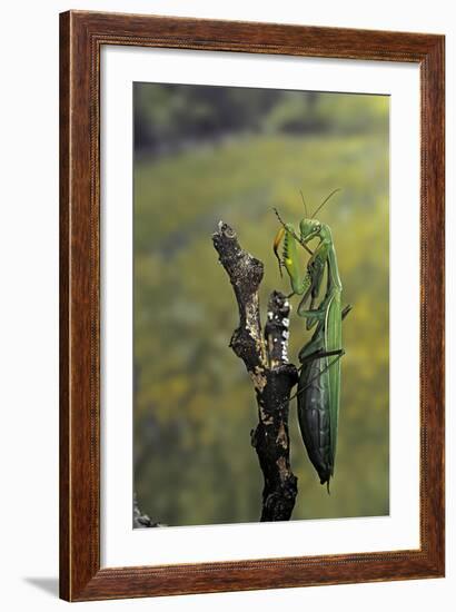 Mantis Religiosa (Praying Mantis) - Female Ready to Lay-Paul Starosta-Framed Photographic Print