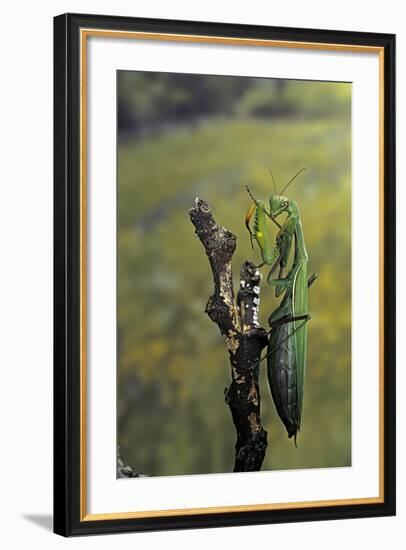 Mantis Religiosa (Praying Mantis) - Female Ready to Lay-Paul Starosta-Framed Photographic Print