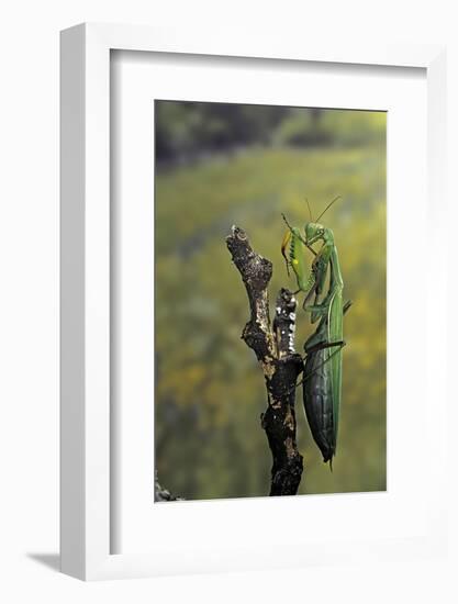 Mantis Religiosa (Praying Mantis) - Female Ready to Lay-Paul Starosta-Framed Photographic Print