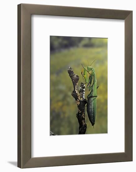 Mantis Religiosa (Praying Mantis) - Female Ready to Lay-Paul Starosta-Framed Photographic Print