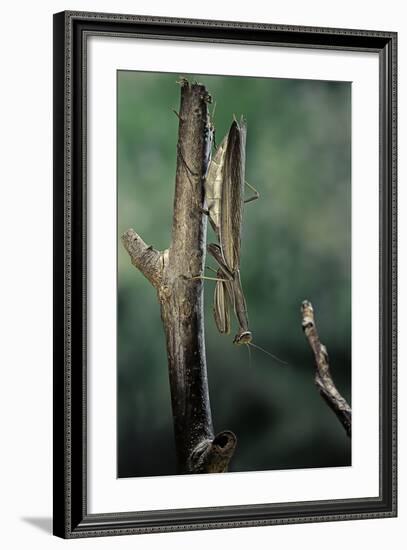 Mantis Religiosa (Praying Mantis) - Female Ready to Lay-Paul Starosta-Framed Photographic Print