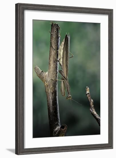 Mantis Religiosa (Praying Mantis) - Female Ready to Lay-Paul Starosta-Framed Photographic Print