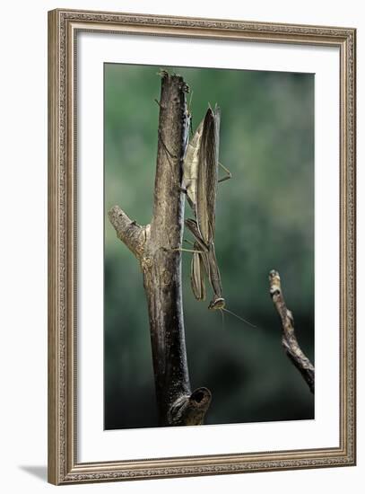Mantis Religiosa (Praying Mantis) - Female Ready to Lay-Paul Starosta-Framed Photographic Print