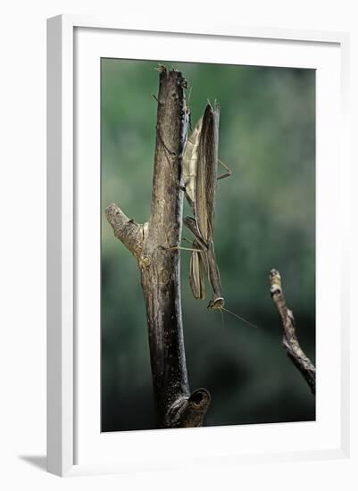 Mantis Religiosa (Praying Mantis) - Female Ready to Lay-Paul Starosta-Framed Photographic Print