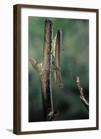 Mantis Religiosa (Praying Mantis) - Female Ready to Lay-Paul Starosta-Framed Photographic Print