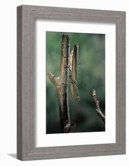 Mantis Religiosa (Praying Mantis) - Female Ready to Lay-Paul Starosta-Framed Photographic Print