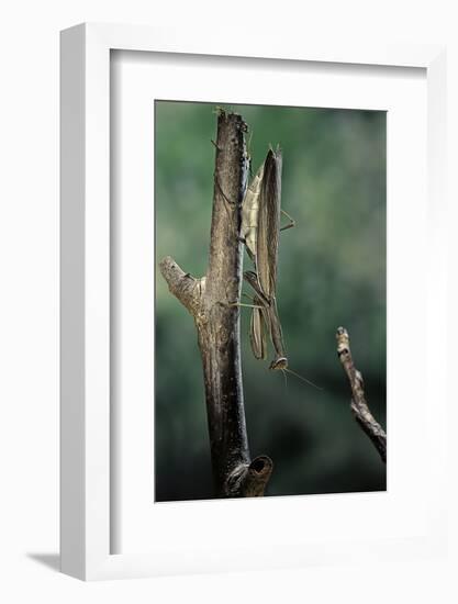 Mantis Religiosa (Praying Mantis) - Female Ready to Lay-Paul Starosta-Framed Photographic Print