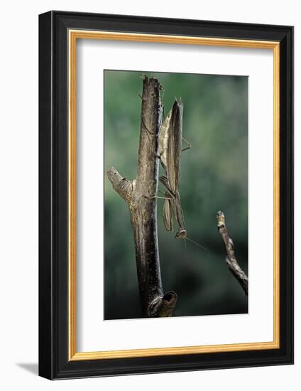 Mantis Religiosa (Praying Mantis) - Female Ready to Lay-Paul Starosta-Framed Photographic Print