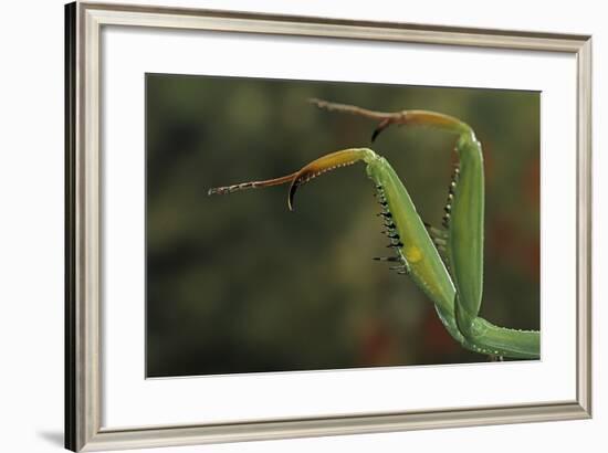 Mantis Religiosa (Praying Mantis) - Forelegs-Paul Starosta-Framed Photographic Print