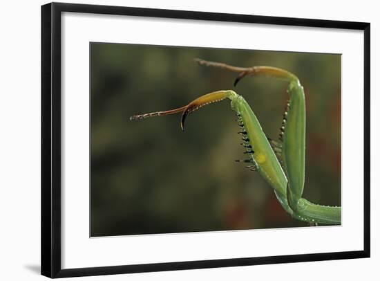 Mantis Religiosa (Praying Mantis) - Forelegs-Paul Starosta-Framed Photographic Print